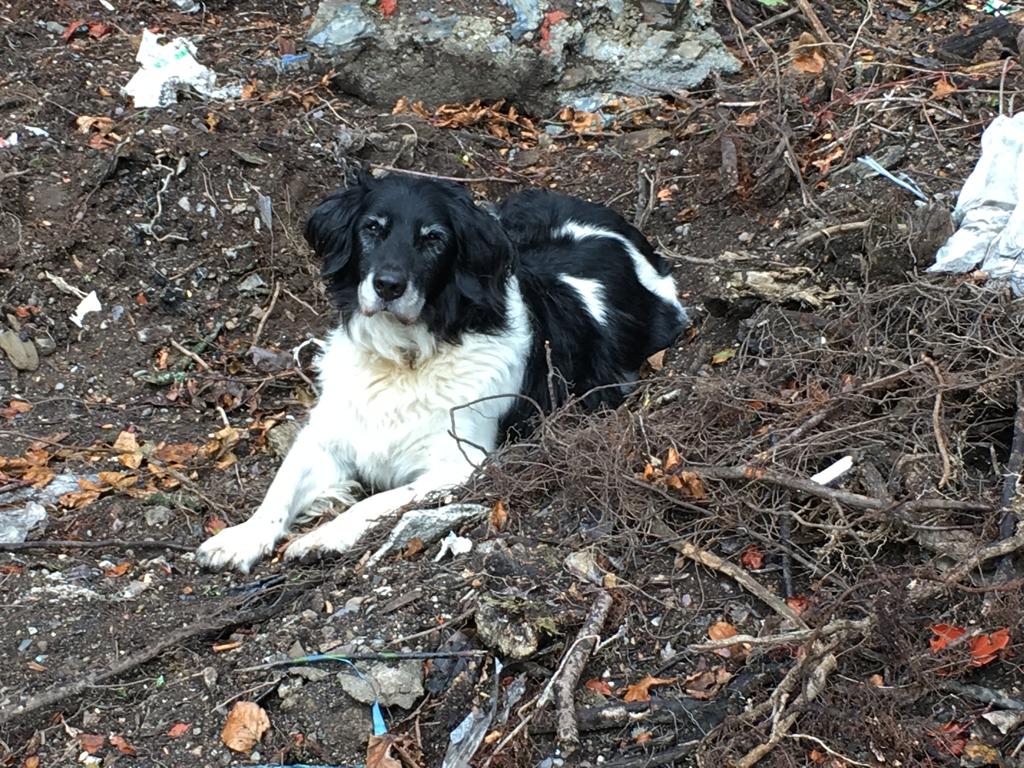 A dog lying in a pile of sticks looking at the camera.