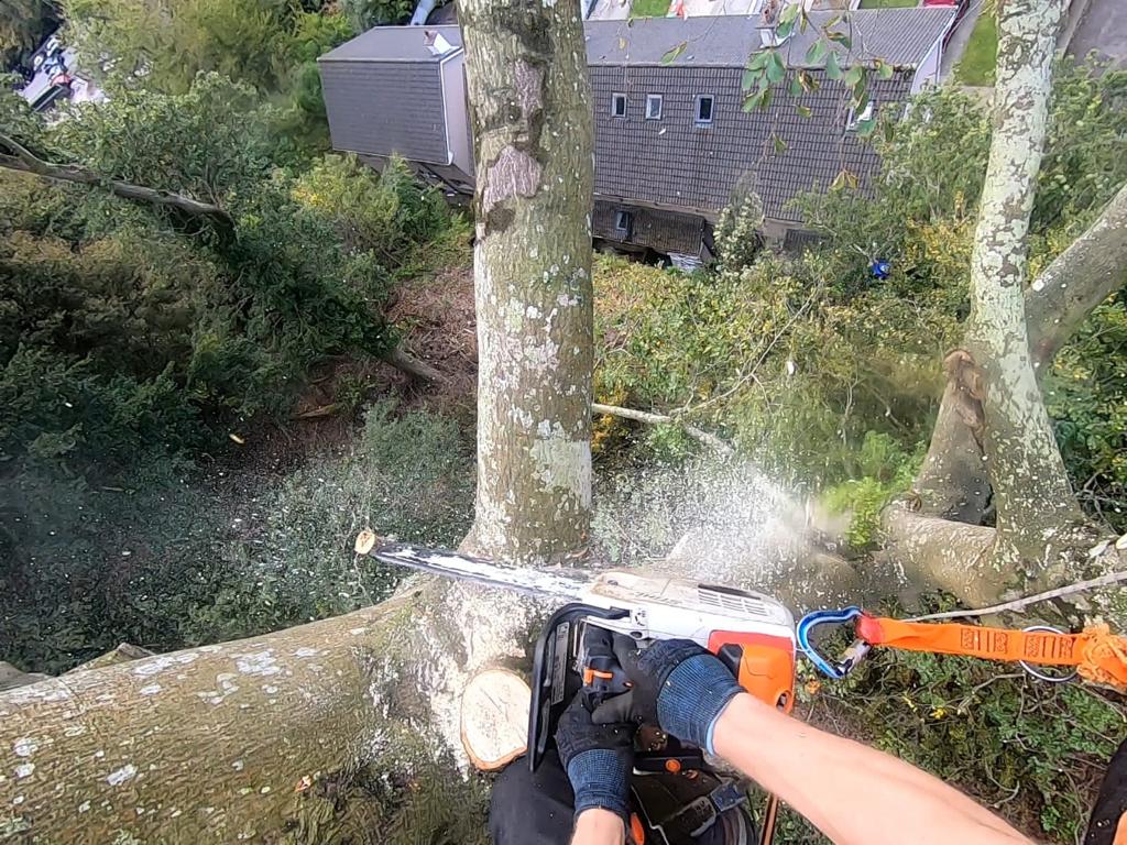 A tree surgeon up a tree using a chainsaw to carefully remove a tree branch.