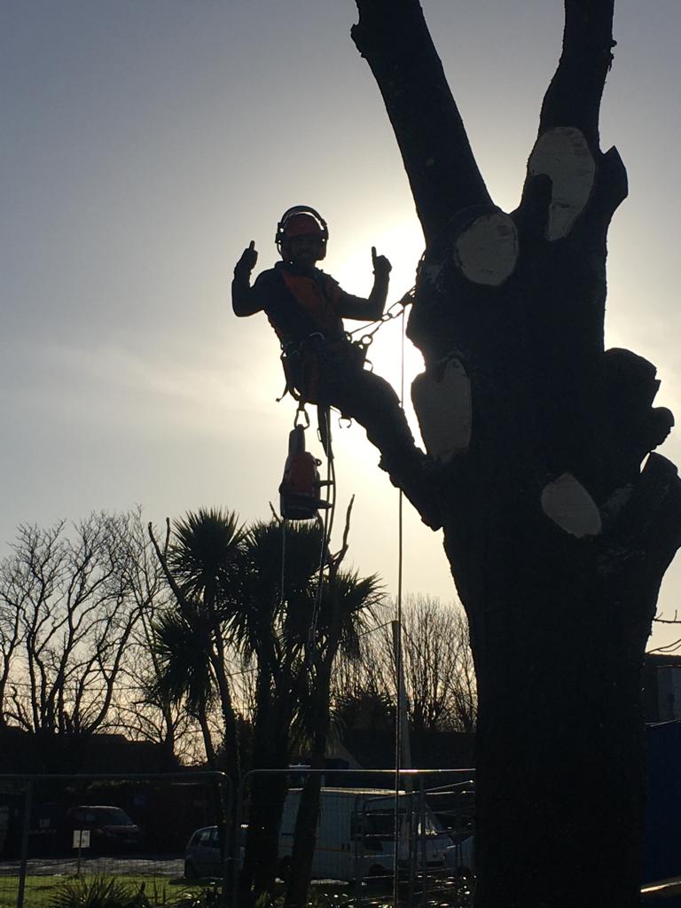 A tree surgeon high up a tree giving a thumbs up.