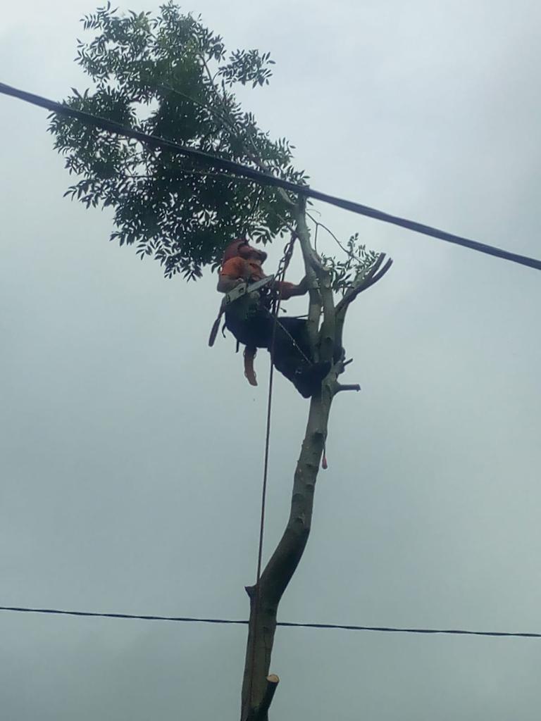 A tree surgeon cutting a tree limb near power lines.